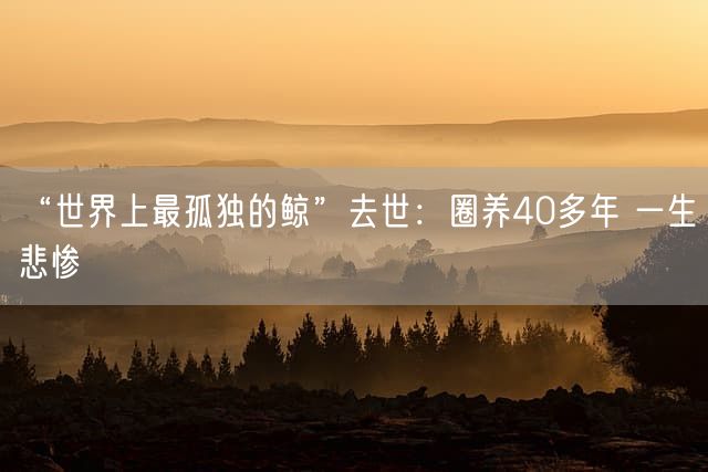 “世界上最孤独的鲸”去世：圈养40多年 一生悲惨