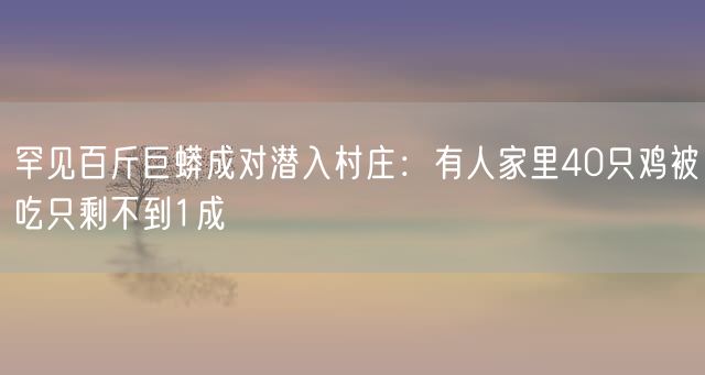 罕见百斤巨蟒成对潜入村庄：有人家里40只鸡被吃只剩不到1成