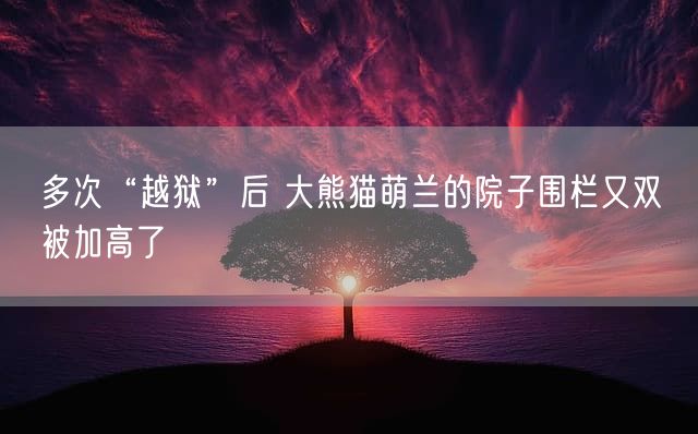 多次“越狱”后 大熊猫萌兰的院子围栏又双叒被加高了
