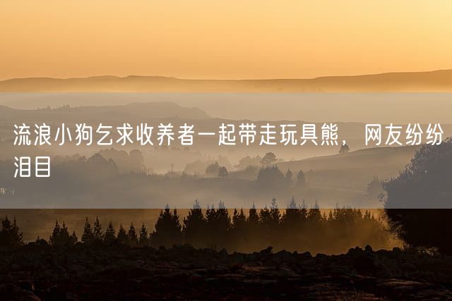 流浪小狗乞求收养者一起带走玩具熊，网友纷纷泪目