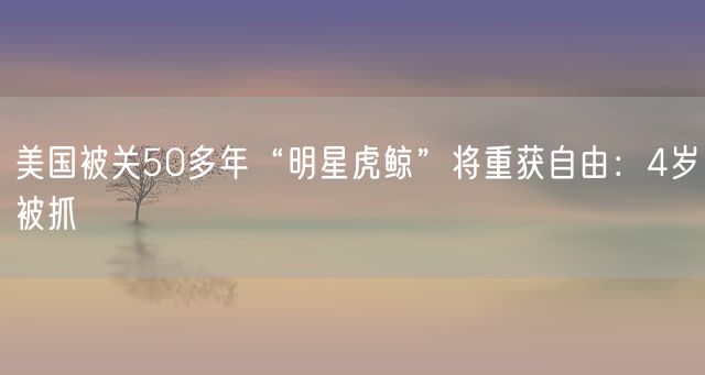 美国被关50多年“明星虎鲸”将重获自由：4岁被抓