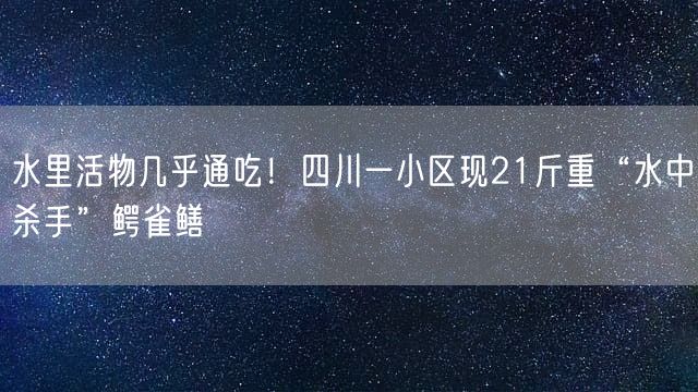 水里活物几乎通吃！四川一小区现21斤重“水中杀手”鳄雀鳝