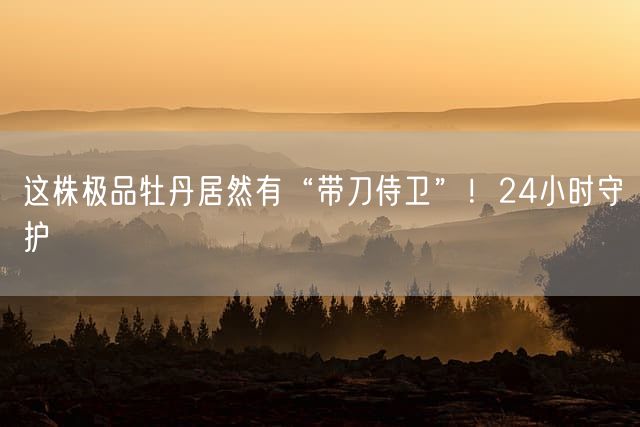 这株极品牡丹居然有“带刀侍卫”！24小时守护