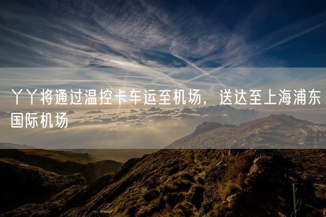 丫丫将通过温控卡车运至机场，送达至上海浦东国际机场