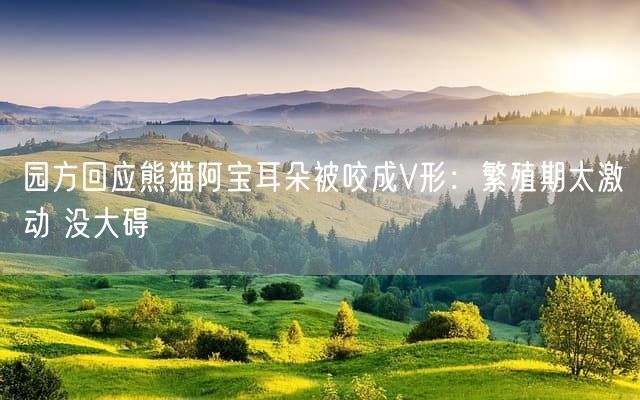 园方回应熊猫阿宝耳朵被咬成V形：繁殖期太激动 没大碍