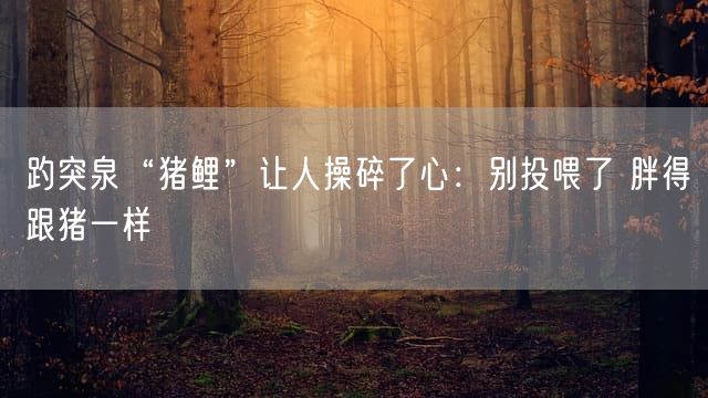 趵突泉“猪鲤”让人操碎了心：别投喂了 胖得跟猪一样